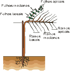Esquema Poda Uva Esporão Poda Vista Geral Videira Uva Com imagem